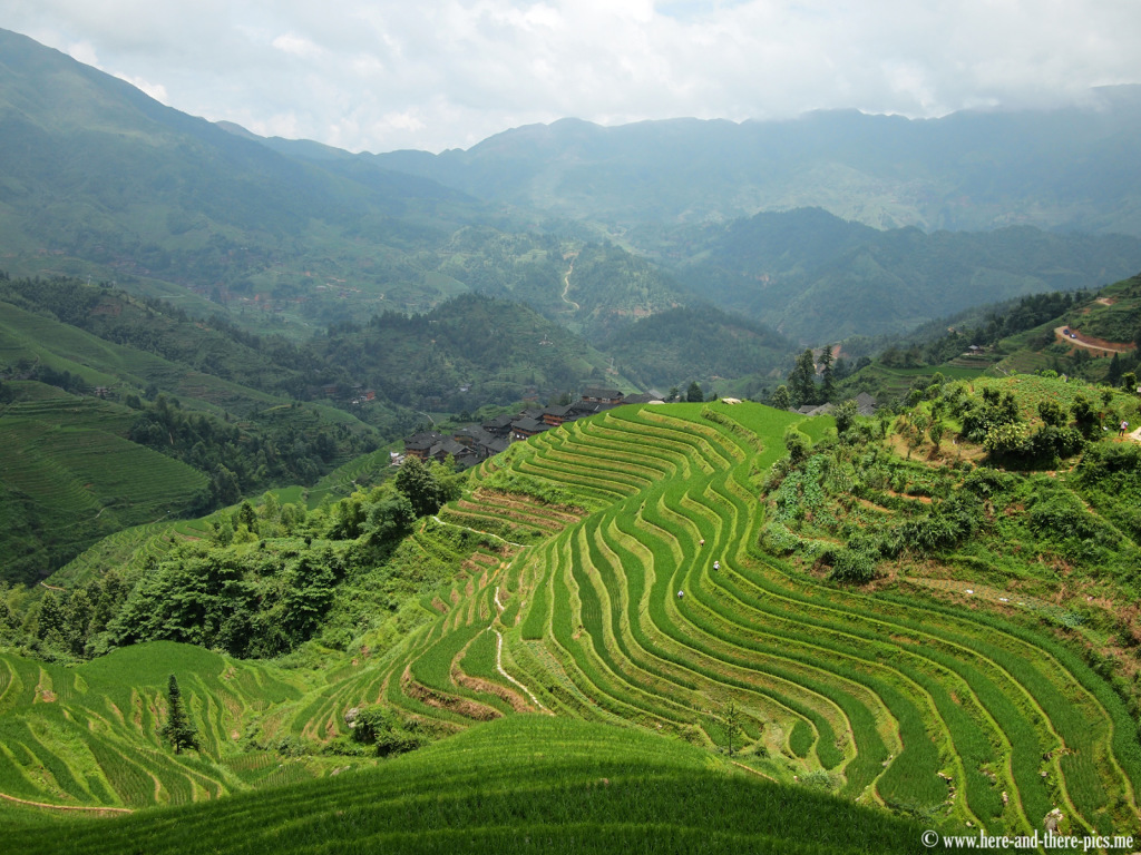 Rice fields in Tiantouzhai, China