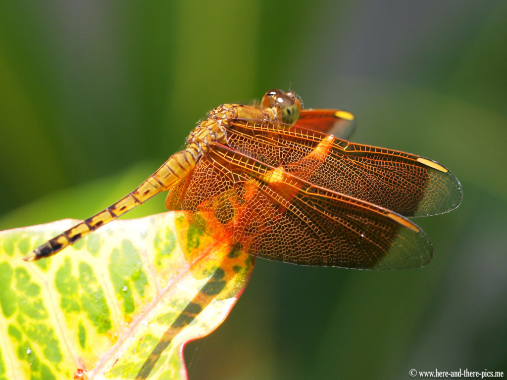 Dragonfly in Indonesia