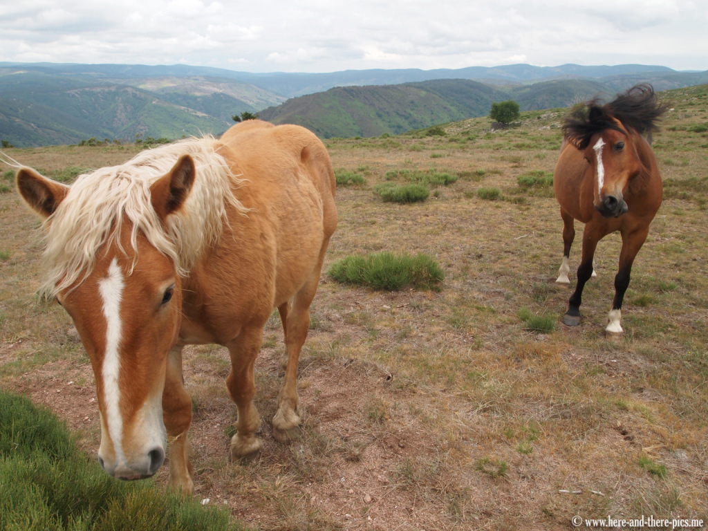 Horses in Ardèche, France