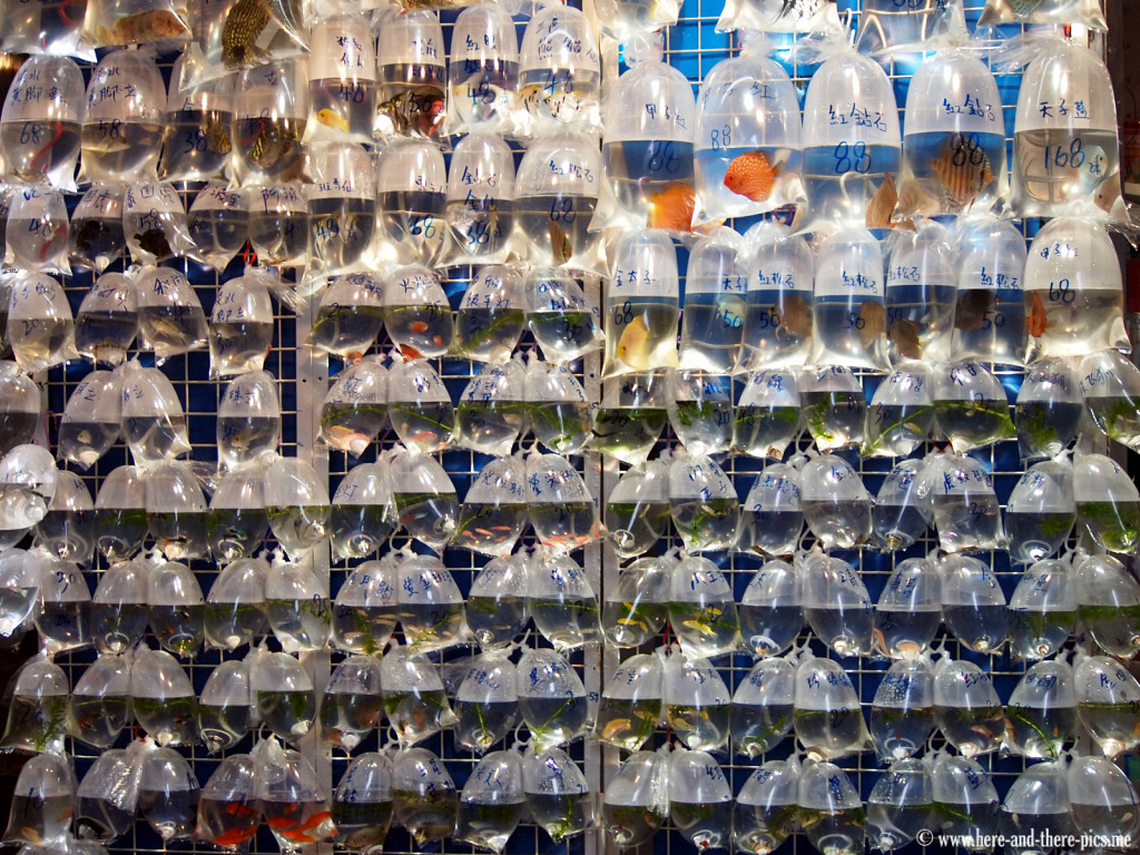 Fish bags in Hong Kong