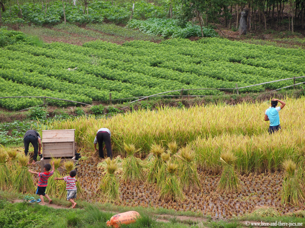 Rice harvest, next to Yangshuo, China