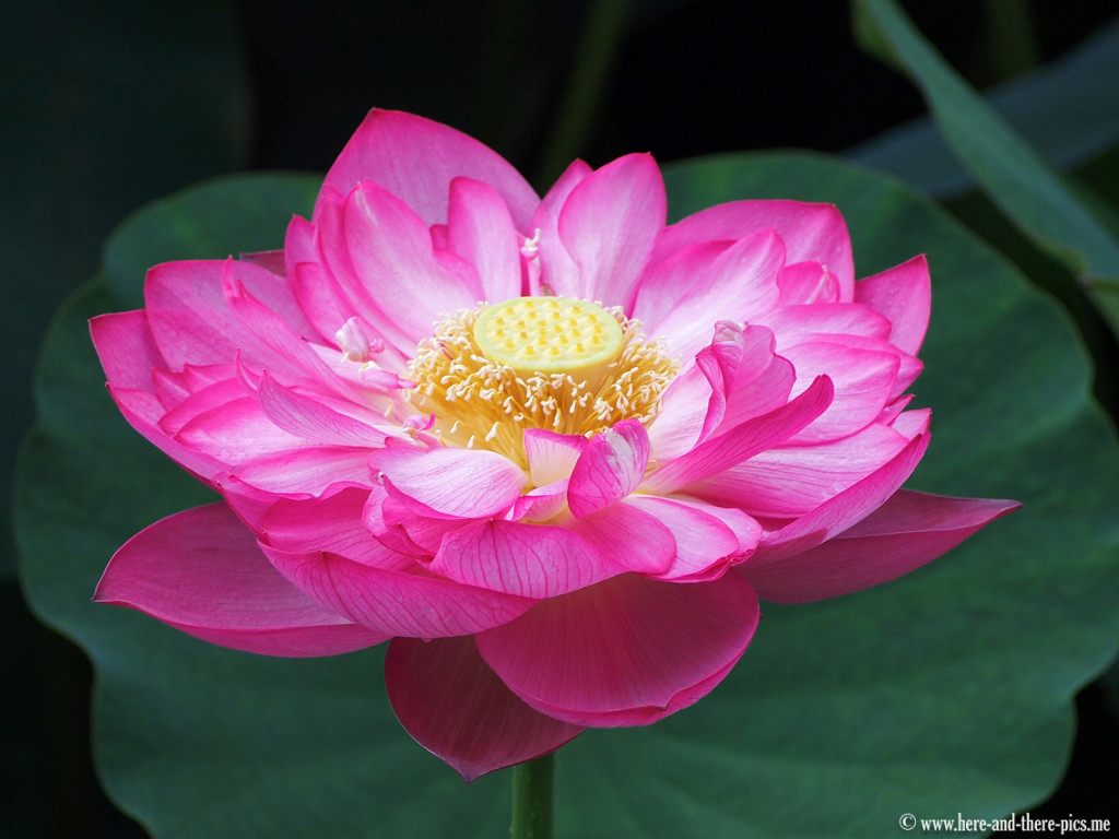 Lotus flower, China