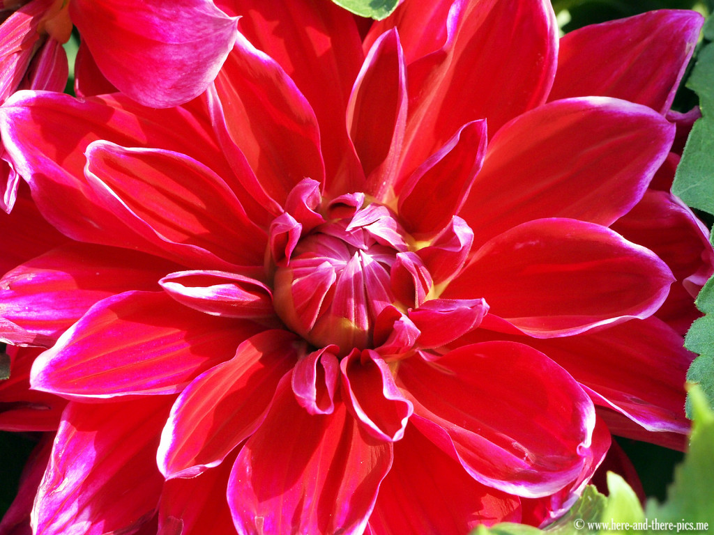 Flower near Lijiang, China