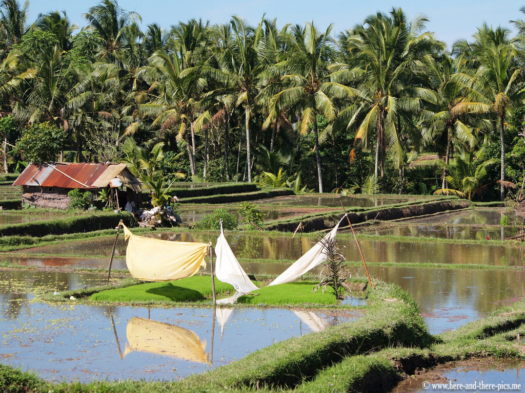 Ubud, Bali, Indonesia