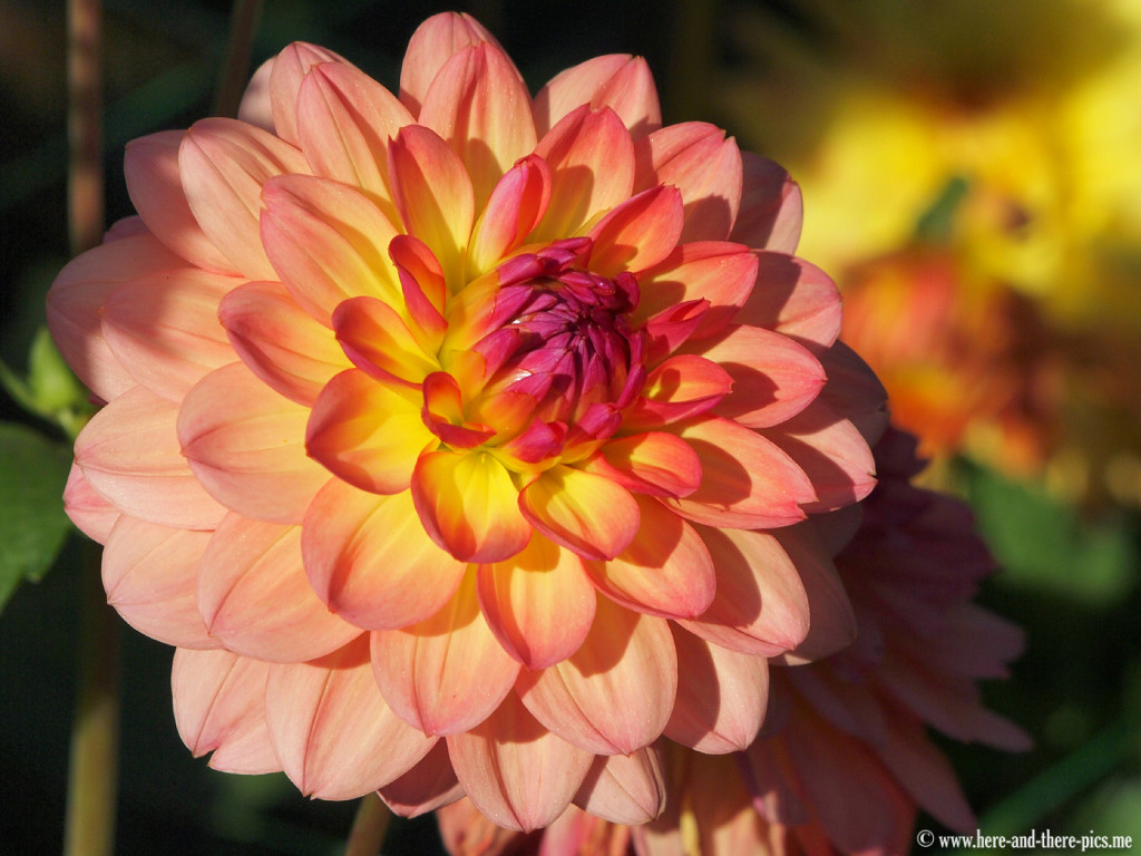 Parc florale, Vincennes, Paris, France