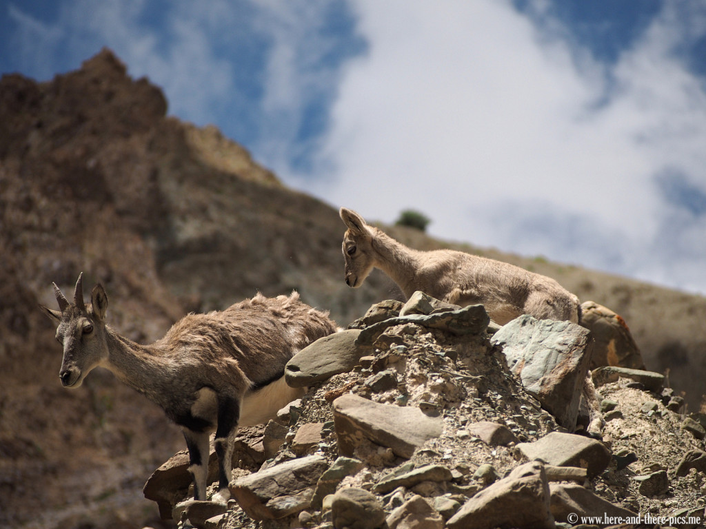 Blue sheep near Yurutse village