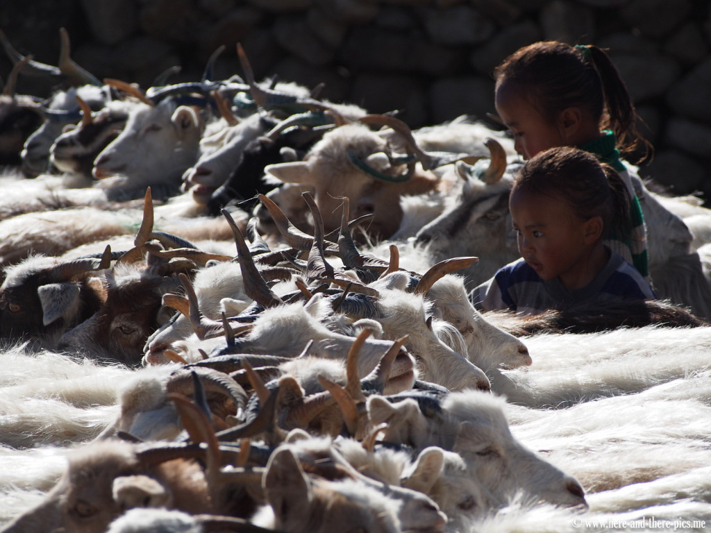 Milking of the pashmina goats, nomads in Korzok