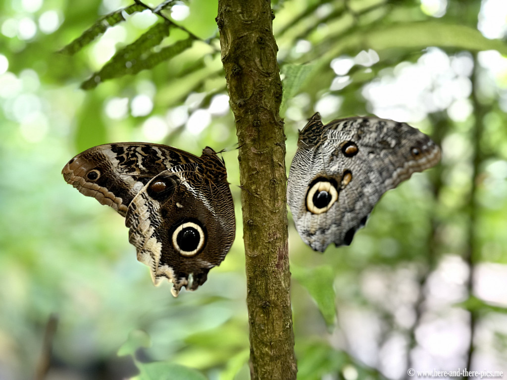 Butterfly in a mirror